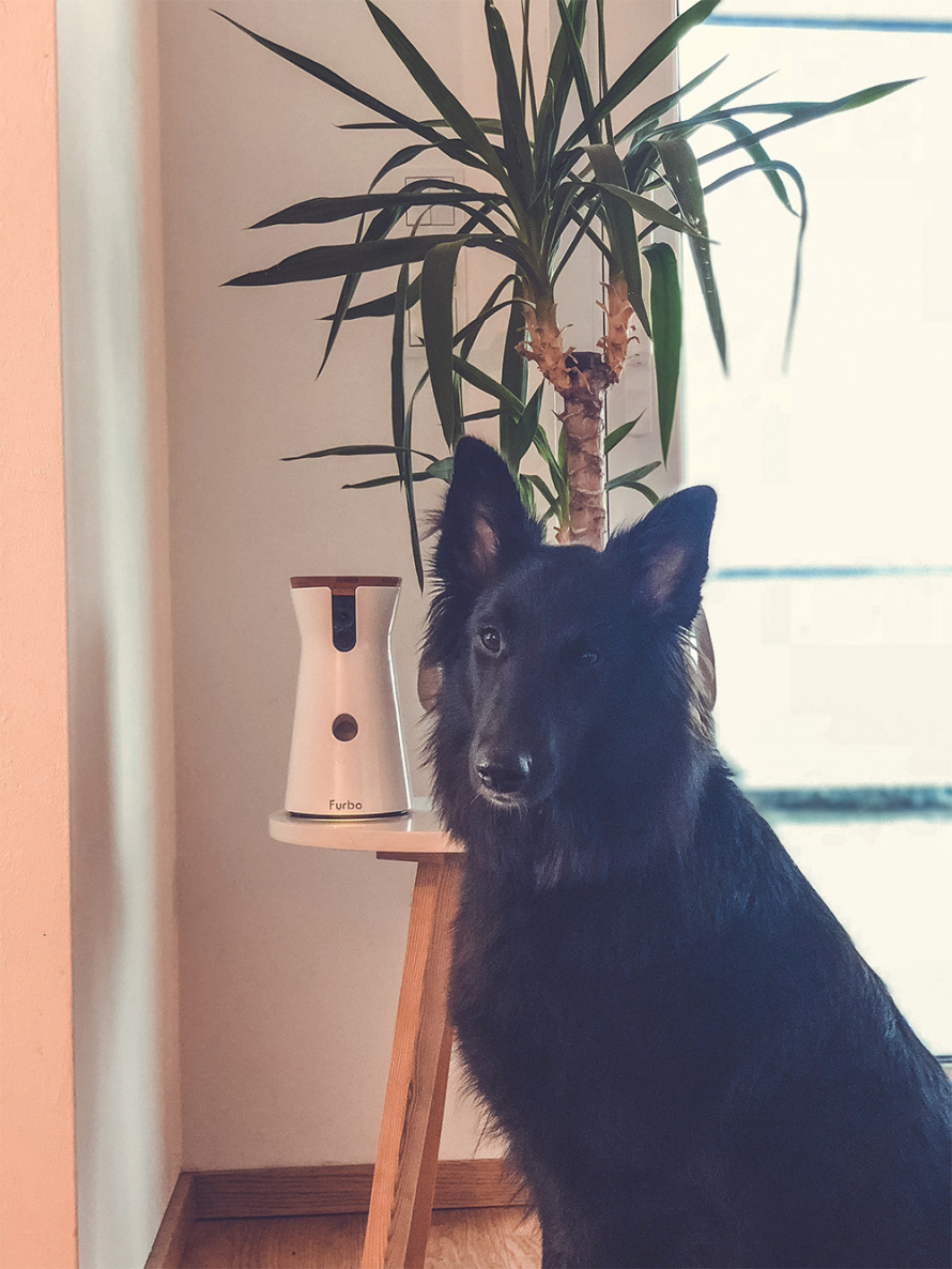 Hund Allein Daheim Unsere Erfahrungen Mit Der Furbo Hundekamera Hundezeugs At