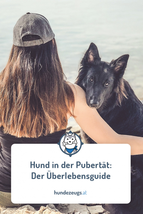 Hund in der Pubertät Der Überlebensguide Hundezeugs.at