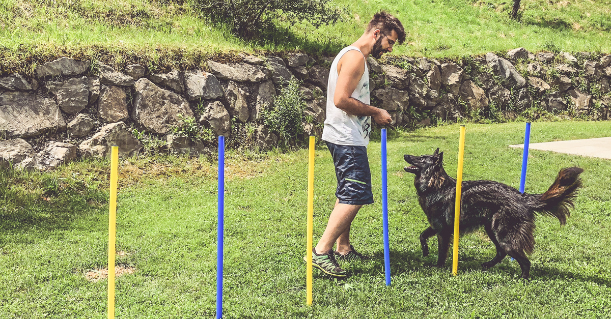 5 Spiele, bei denen dein Hund nicht überdreht Unsere Balljunkie