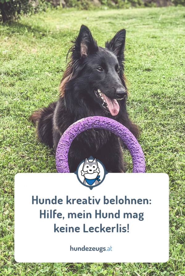 Hunde kreativ belohnen Hilfe, mein Hund mag keine Leckerlis