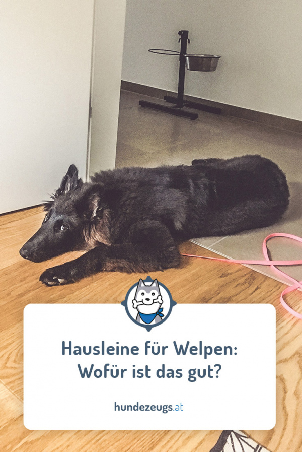 Hausleine für Welpen Wofür ist das gut? Hundezeugs.at